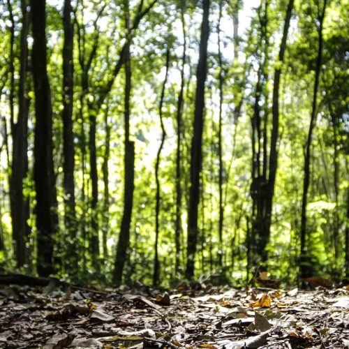 Produção florestal do país cresce 16,7% e chega a R$ 44,3 bi em 2024