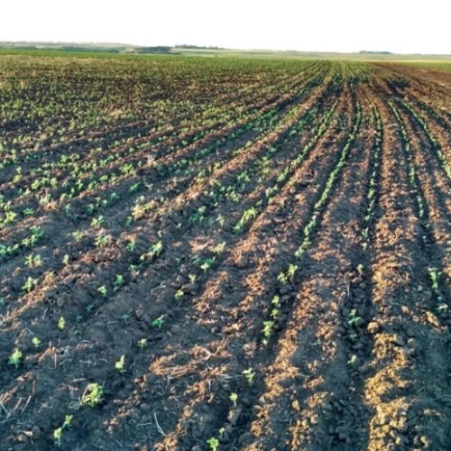 Clima de outono deve pressionar produção