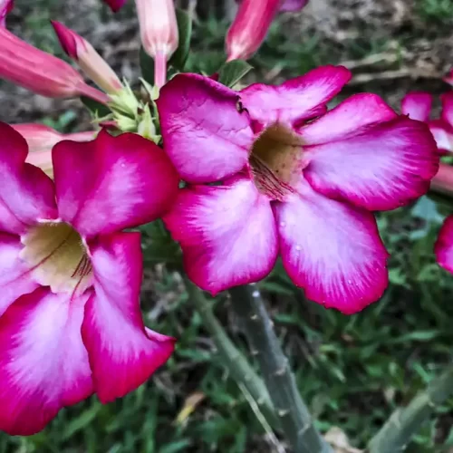 Início da primavera tem previsão de chuvas e frio, aponta Inmet