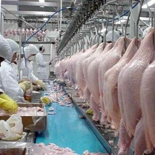 China retira restrições e volta a importar carne de frango do Brasil