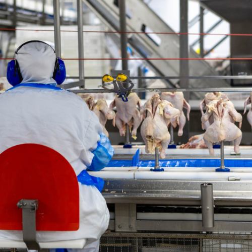 Apesar de gripe aviária, exportação pode bater novo recorde