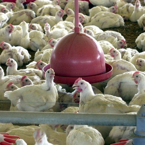 Análises em suspeitas de gripe aviária em granjas comerciais em SC e TO continuam