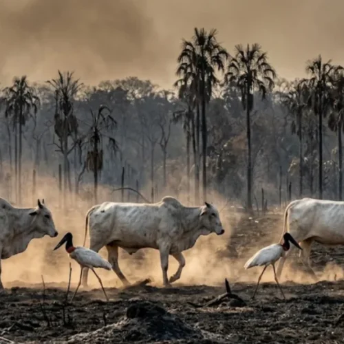 Grupo do agro em Cáceres pede recuperação de R$ 90 milhões