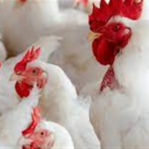 Manejo nutricional ajuda a mitigar calor na avicultura  