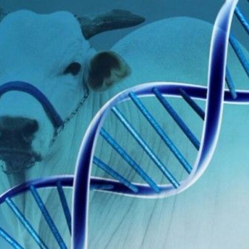 Reforma Tributária e melhoramento genético dominam debate sobre o agronegócio em Mato Grosso