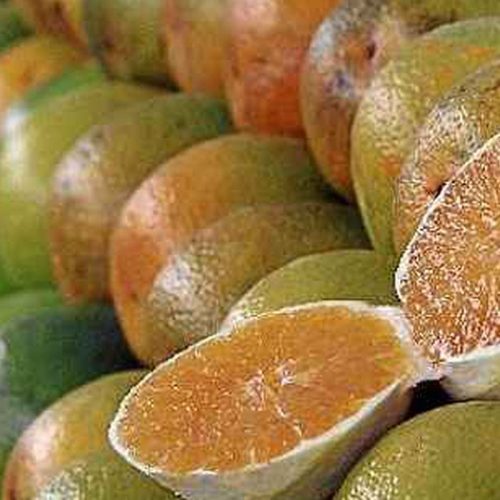 Exceções do tarifaço representam 43,4% do valor exportado aos EUA