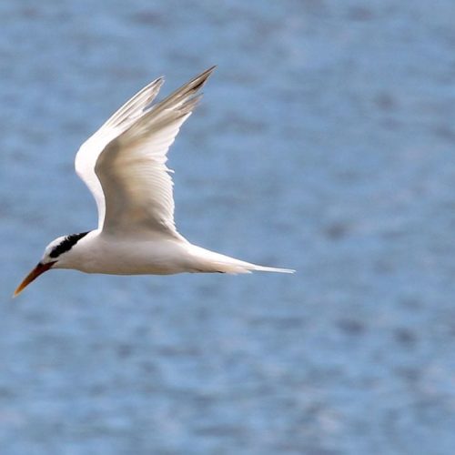 EM SÃO PAULO: Três aves silvestres testam positivo para gripe aviária; espécie estava no Parque Ibirapuera