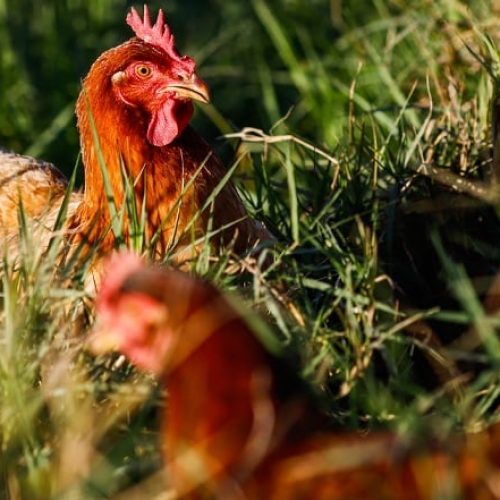 Gripe aviária: confirmado primeiro caso em Goiás