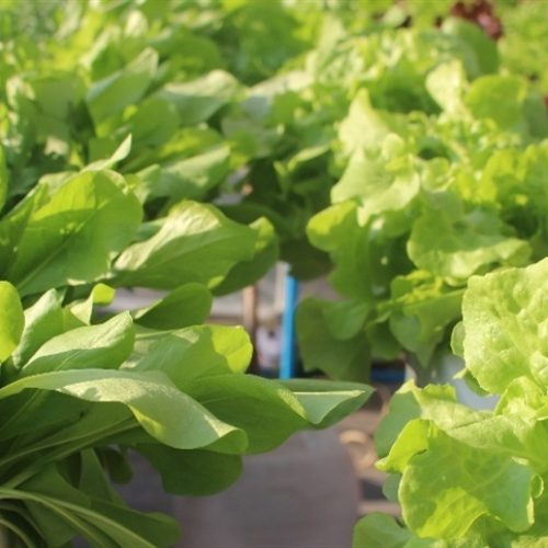 Reutilização de sementes é sustentável para jardinagem