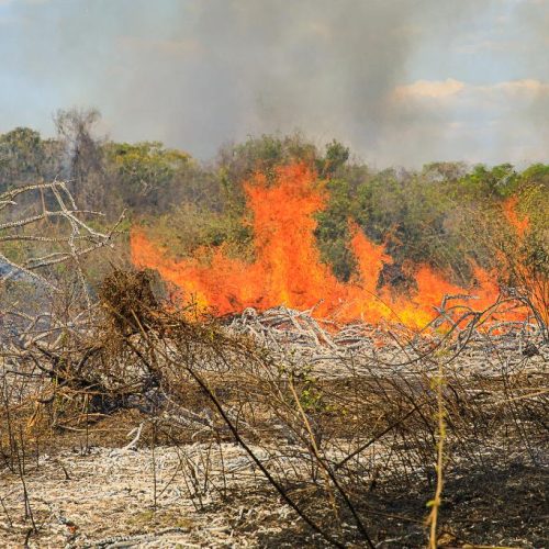 AÇÃO RÁPIDA: Polícia Militar prende homem por provocar incêndio em zona rural de Vila Rica
