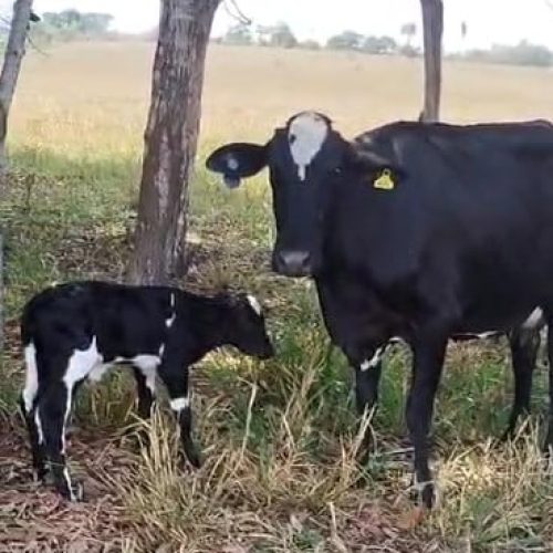 Senar-MT celebra nascimento da primeira bezerra fruto de projeto de inseminação artificial