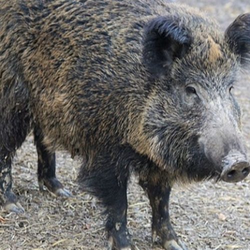 Javalis e javaporcos ameaçam safra de milho
