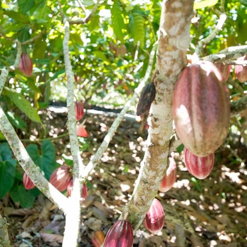 Fundo vai financiar pequenos agricultores de cacau na Bahia e no Pará