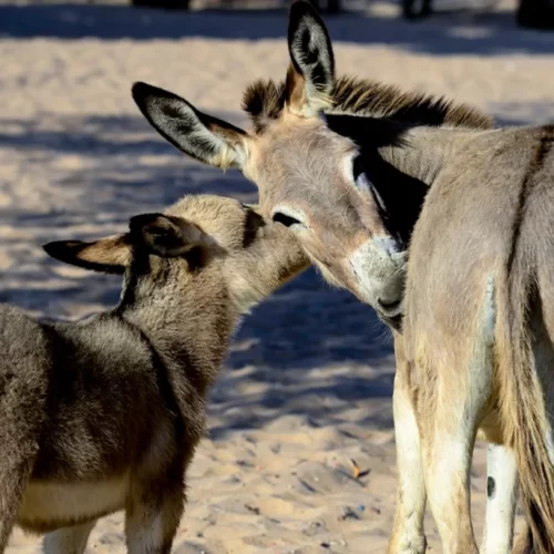 ALERTA: Demanda da China por gelatina coloca jumentos em risco de extinção