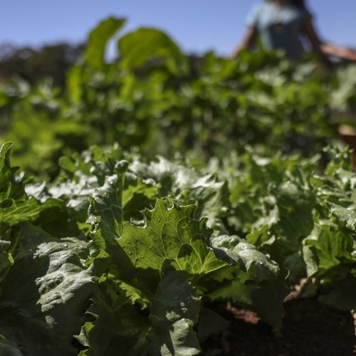 Parceria destina R$ 299 milhões para agricultura familiar na Bahia