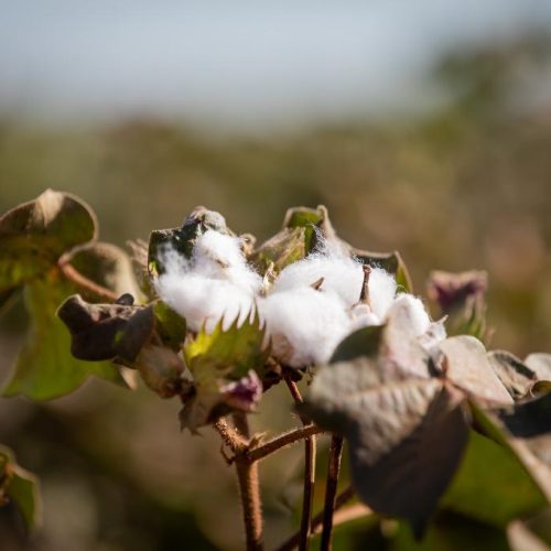 exemplo para o mundo: MT produz cerca de 70% do algodão sustentável do país e lidera setor