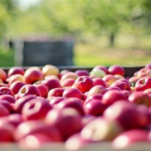 Tecnologia na fruticultura é necessidade