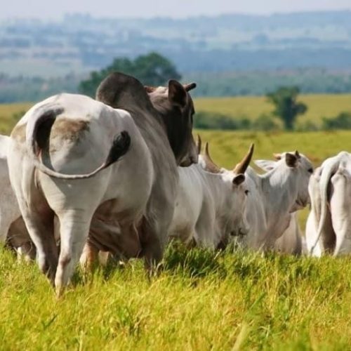 Arroba do boi recuou quase 5% na semana e tombo deve ser maior no curto prazo