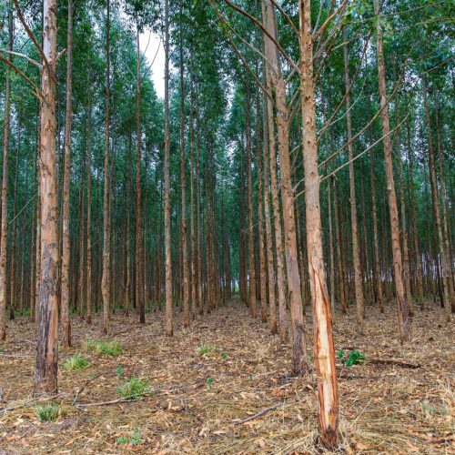 Mato Grosso vai investir R$ 2,8 milhões em pesquisas de manejo e conservação de florestas