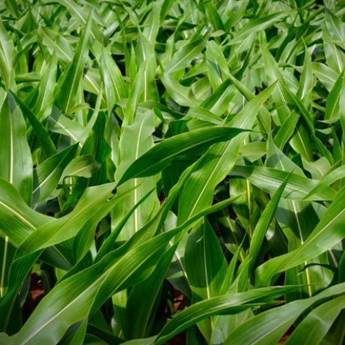 Como os mercados agrícolas iniciaram a semana?