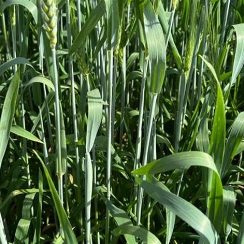 Mercado de trigo segue parado no Brasil