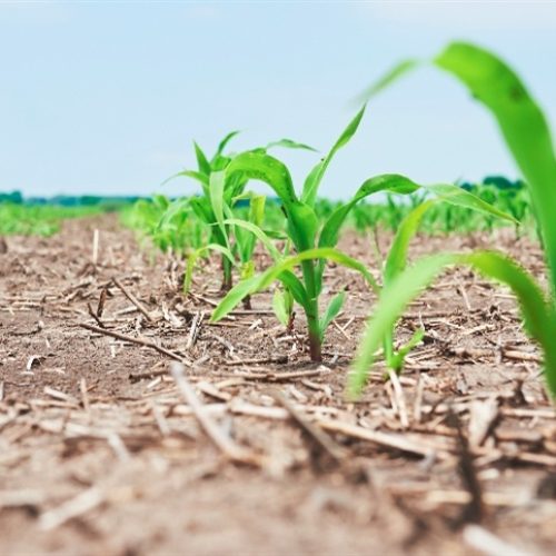 O impacto da argila na fertilização do milho