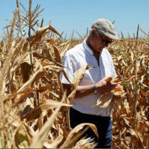 Colheita de Soja em Mato Grosso Atinge 82,30% da Área Cultivada