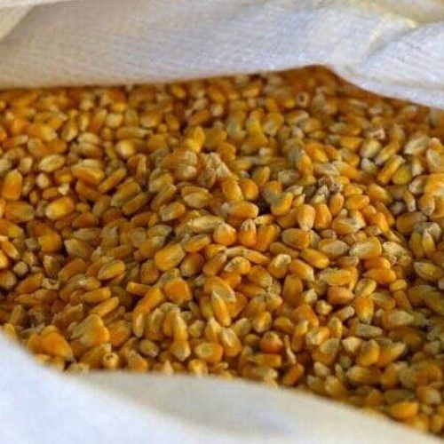 Milho volta a superar R$ 65 por saca e exportações sustentam preços, aponta Cepea