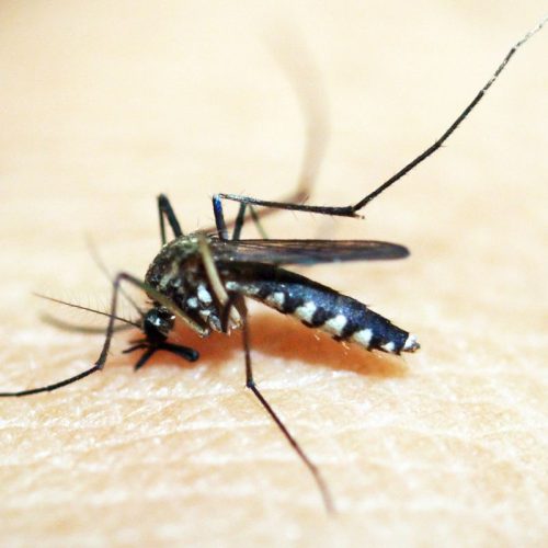 Preços de repelentes podem variar até 110%, diz Procon