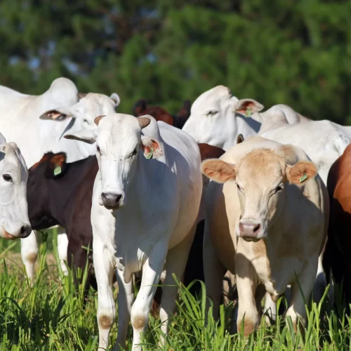 Preço do boi gordo deve cair em maio, mas exportação ainda segura tombo maior