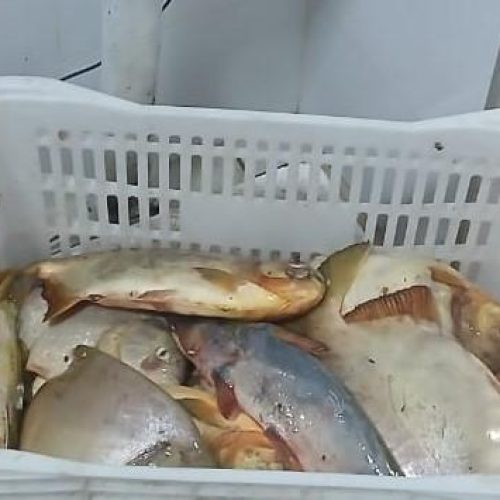 FISCALIZAÇÃO DE PRESCA: Sema e PM apreendem 13,8kg de pescado e aplicam R$ 7.070 em multa durante ação no carnaval