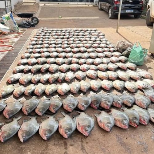 PC apreende mais de 900 quilos de pescado irregular e desarticula esquema de pesca predatória em Cuiabá