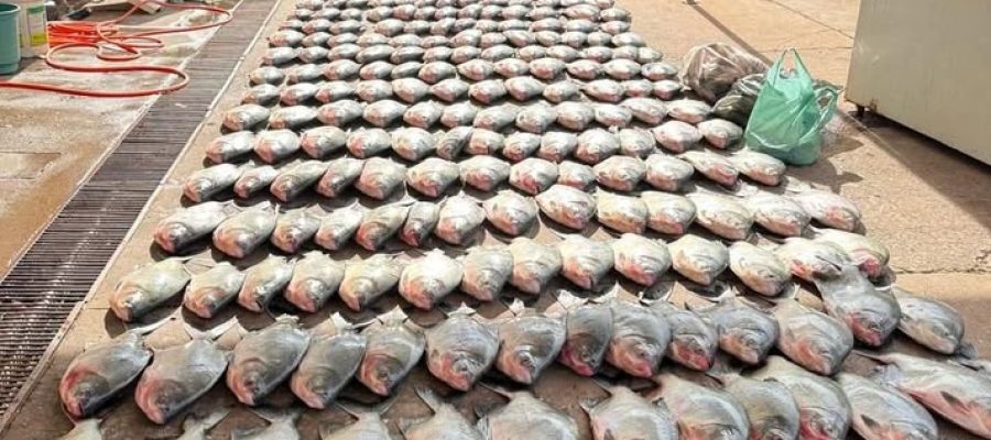 PC apreende mais de 900 quilos de pescado irregular e desarticula esquema de pesca predatória em Cuiabá