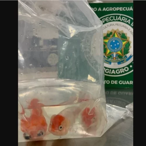 Passageiro tenta entrar no país com 8 peixes vivos escondidos na bagagem