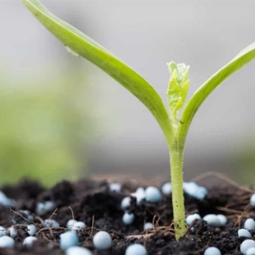 Brasil avança na produção de fertilizantes