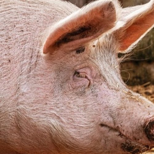 Brasil fatura US$ 881 mil com suínos reprodutores