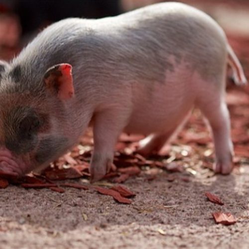 Paraná ultrapassa 100 mil t de carne suína exportada