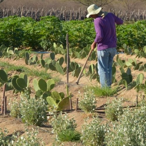 Rendimento de trabalhador rural sobe 5,5% no 1º trimestre