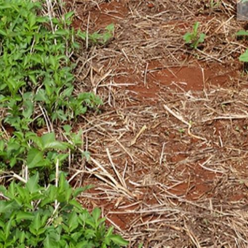 Planta daninha como o Caruru muda dinâmica do manejo da soja e coloca pré-emergentes no centro da estratégia