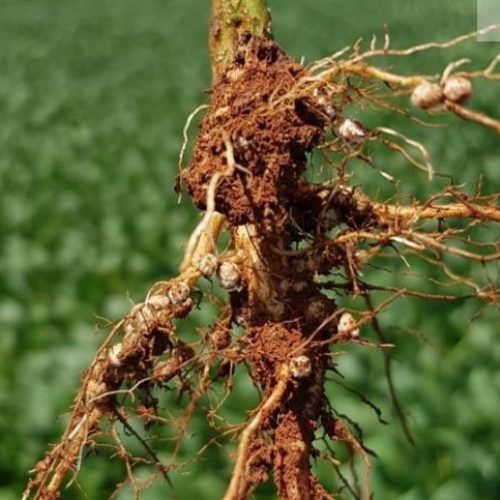Cresce a preocupação com nematoides nas lavouras