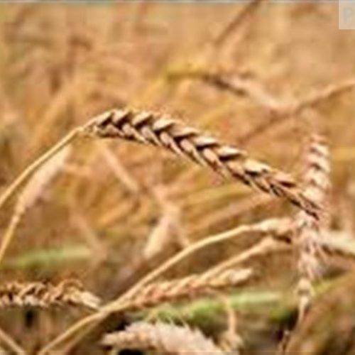 Tratamento de sementes reposiciona o manejo do trigo e eleva o padrão produtivo