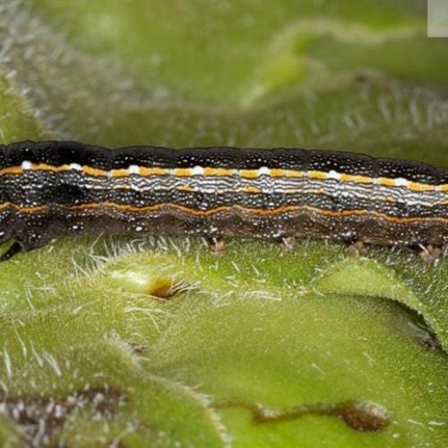 Lagartas: manejo técnico para enfrentar um desafio do campo