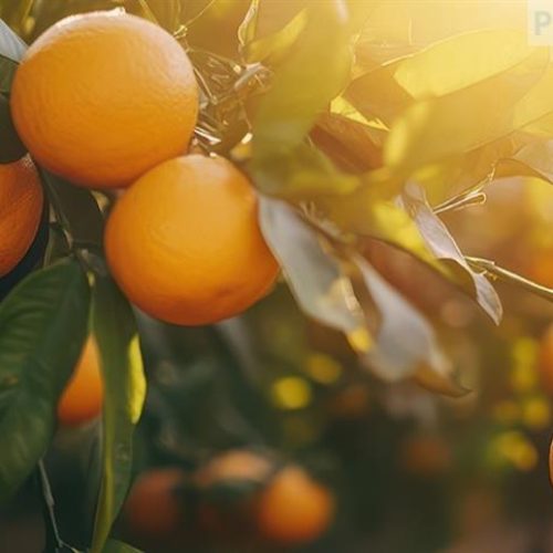 Manejo de ácaros em citros: inovação que faz a diferença no campo