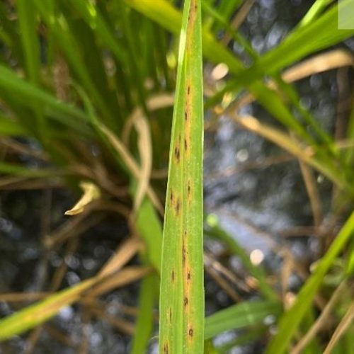 BASF amplia ferramentas para manejo de doenças no arroz