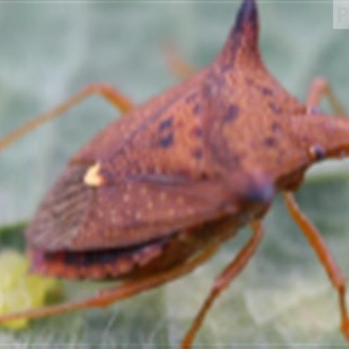 Nano no tamanho. Gigante na cobertura: conheça Galil® nano, inseticida lançamento da ADAMA