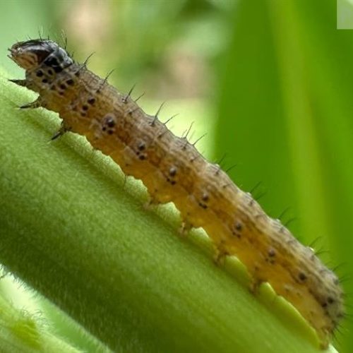 Lagartas desafiam produtividade em milho, soja e trigo e reforçam importância do manejo integrado nas lavouras brasileiras