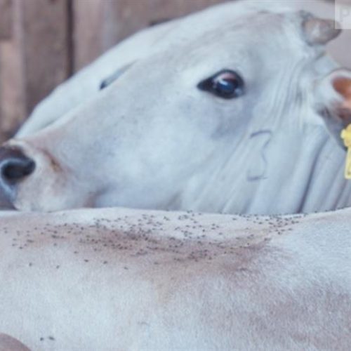 Chegada das chuvas: como controlar a mosca-dos-chifres