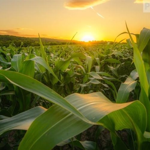 Syngenta lança híbrido de milho hiperprecoce com foco no Sul