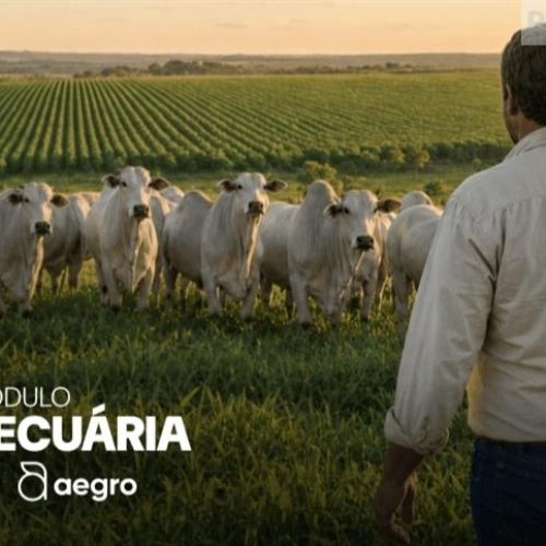 Sua pecuária com números reais. O Aegro lança o módulo de gestão do rebanho