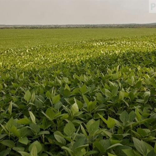 Produtividade de soja da centenária Frísia aumenta em quase 10% na safra 2024/2025